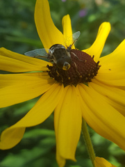 Eristalis dimidiata