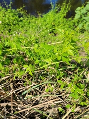 Cardiospermum halicacabum