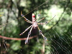 Trichonephila clavipes