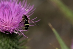 Dasysyrphus tricinctus