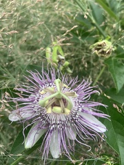 Passiflora incarnata