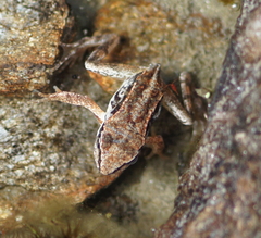 Rana temporaria