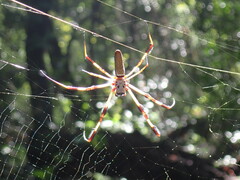 Trichonephila clavipes