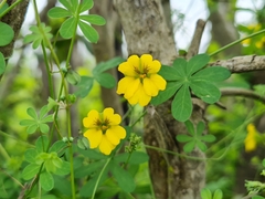 Tropaeolum brachyceras