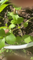 Fragaria × ananassa