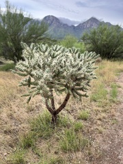 Cylindropuntia fulgida