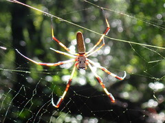 Trichonephila clavipes
