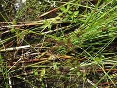 Juncus militaris