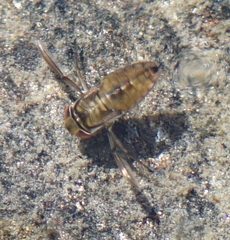 Corixinae