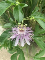 Passiflora incarnata
