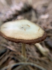 Bolbitius aleuriatus