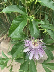 Passiflora incarnata