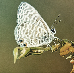 Leptotes pirithous