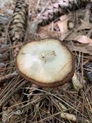 Bolbitius aleuriatus