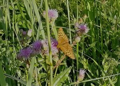 Argynnis