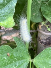 Spilosoma