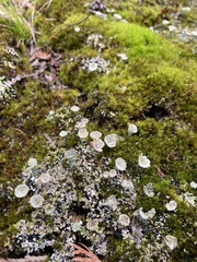 Cladonia chlorophaea