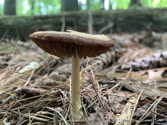 Bolbitius aleuriatus