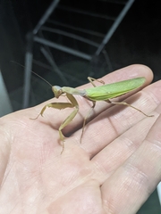 Hierodula transcaucasica