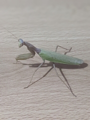 Hierodula transcaucasica