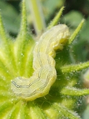 Helicoverpa armigera