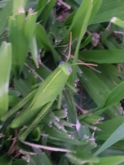 Anacridium aegyptium