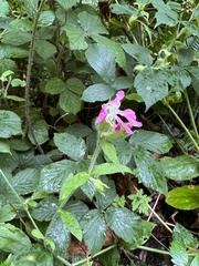 Silene dioica