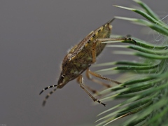 Dolycoris baccarum