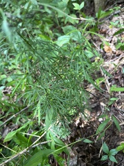 Coreopsis verticillata