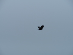 Pyrrhocorax pyrrhocorax