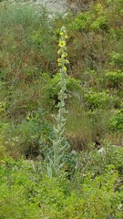 Verbascum boerhavii