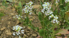 Diplotaxis erucoides