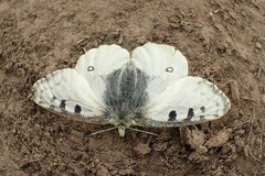 Parnassius smintheus