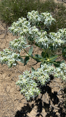 Euphorbia marginata