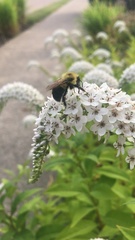 Bombus bimaculatus