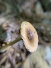 Amanita fulva