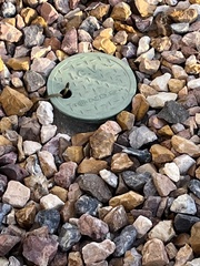 Thamnophis elegans vagrans