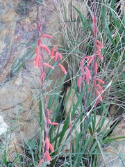 Watsonia aletroides