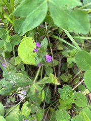 Clinopodium