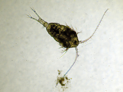 Temora longicornis