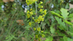 Osyris alba