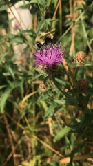 Bombus bimaculatus