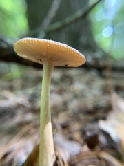 Amanita fulva