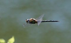 Aeshna mixta