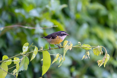 Coereba flaveola caboti