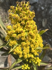 Solidago sempervirens