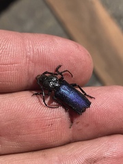 Semanotus amethystinus