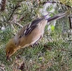 Setophaga castanea