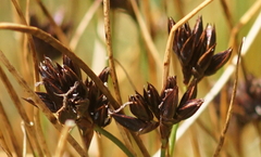 Juncus jacquinii