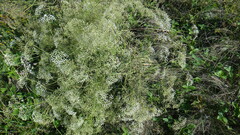 Falcaria vulgaris